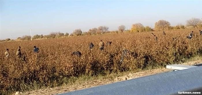 Туркменские бойцы собирают урожай хлопка